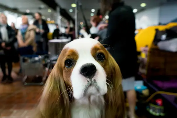 This King Charles Spaniel is not amused about how his brethren was treated